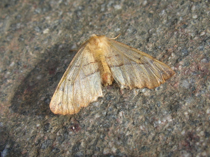Colotois pennaria